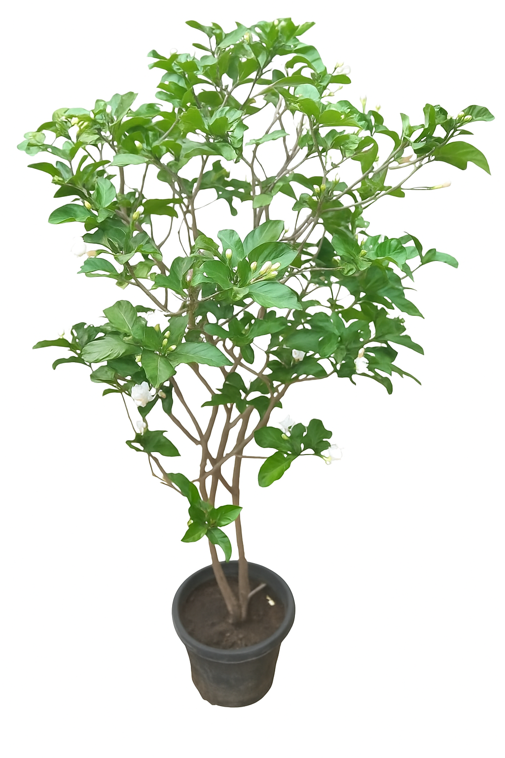 http://mashtalflora.myshopx.store/image/catalog/productimage/1757825231-ChatGPT Image Sep 14, 2025, 07_46_18 AM.png